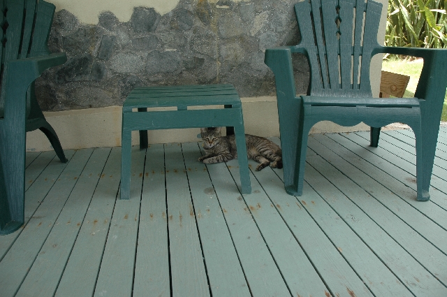 Big Apple--the cat 2 